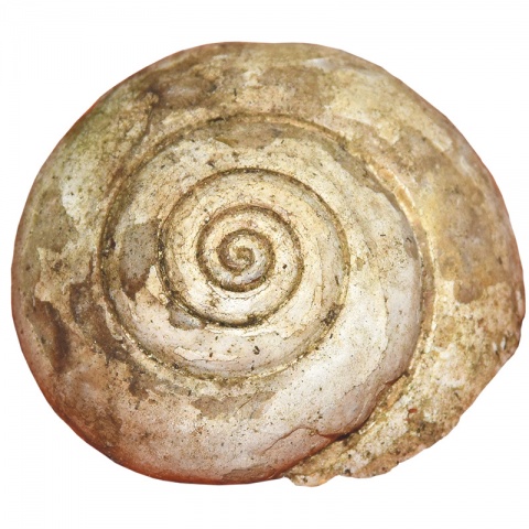 Am Straßenrand erblickte ich eine versteinerte Schnecke, in einem Gestein, das ich an dieser Stelle des Pfänderstocks nicht erwartet hätte: Süßwasserkalk.