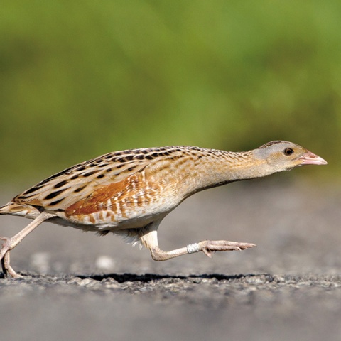 © TBBiodiversität und Klima Forschungszentrum (BiK-F), Petr Šaj, birdphoto.cz