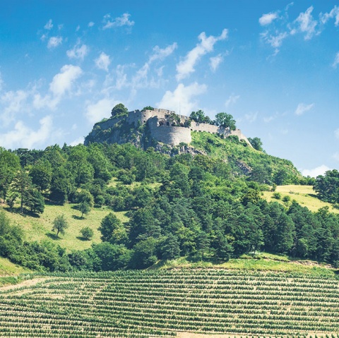 Foto: Weingut Vollmayer/Lothar Adamczyk