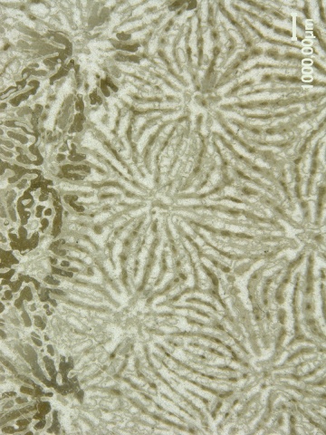 Ein Dünnschliff-Foto von Paraclausastrea vorarlbergensis, welche die Koralliten so zeigen, wie sie sich der Forscherin präsentiert haben.<br><br>Fotos: Rosemarie Baron-Szabo, beigestellt