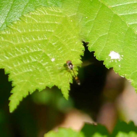 Aufnahme einer Schattenschwebefliege auf einem Blatt im Unterholz.<br>Fotos: Andreas Millinger, Beigestellt