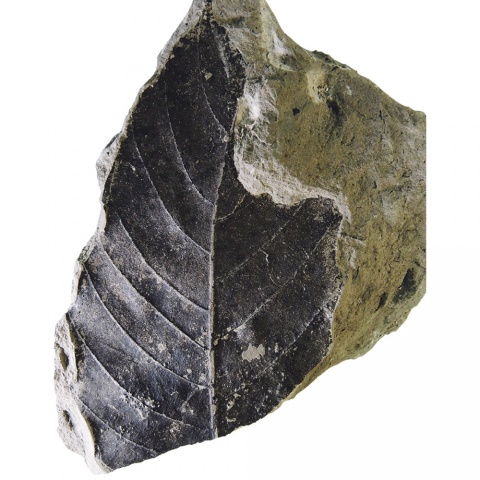 Ein noch unbestimmtes, versteinertes Blatt aus dem Schwarzachtobel.<br><br> Fotos: Markus Sachse, Beigestellt