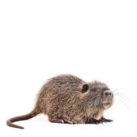 2006 wurden am Alten Rhein in Gaißau wieder erste Spuren des Bibers entdeckt. Der heutige Bestand wird auf etwa 200 Tiere geschätzt. <br><br>Fotos: istockphoto, Andreas Dünser, Beigestellt