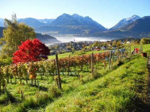 Das Weingut Chesa Druschauna von Nebenerwerbswinzer Gert Markowski in Göfis