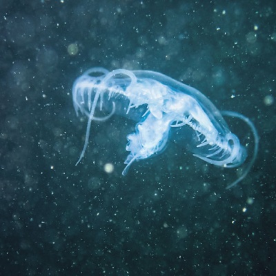 Wie die Qualle in den Bodensee gelangt ist, werden wir nie erfahren. Auch, wie lange schon Polypen im See leben, lässt sich nicht mehr rekonstruieren.