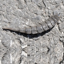 Die beschriebene Insektenlarve habe ich Anfang Mai auf einem Spaziergang entdeckt.