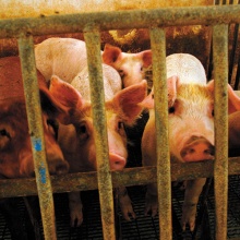 Keine Idylle – die Realität internationaler Schweinemastbetriebe.