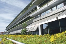 Begrüntes Dach in Bregenz