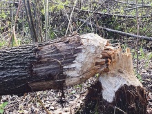 Um frische, wohlschmeckende Rinde zu erreichen, muss der Biber gleich den ganzen Baum fällen – fotografiert in Bregenz an der Ache.